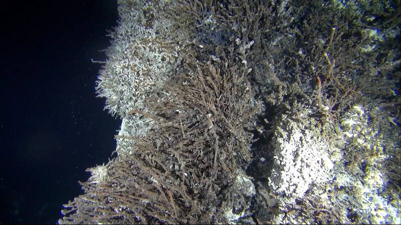 underwater hydrothermal vent