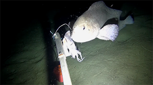 Wolf Fish Biting Bait