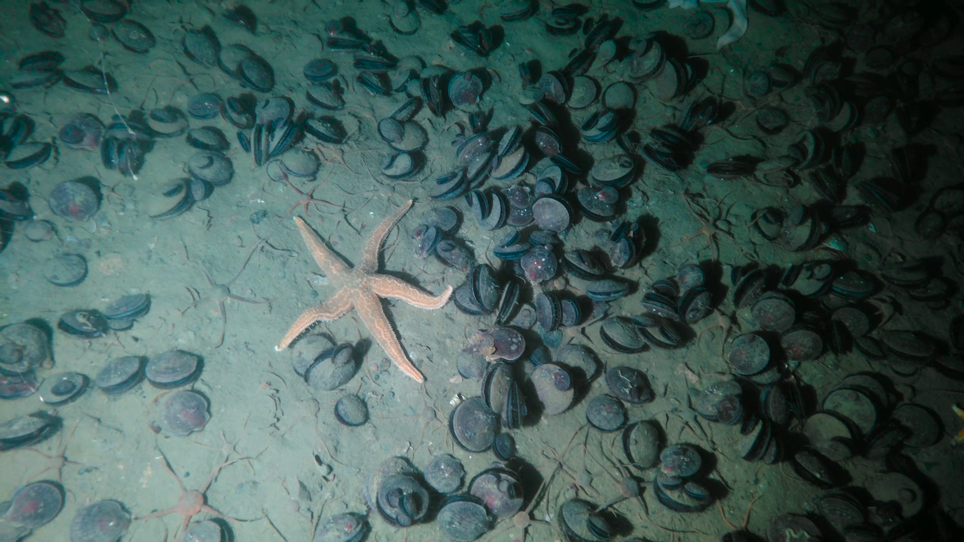 Underwater scene showing a starfish among a large number of mussel shells on the seabed.