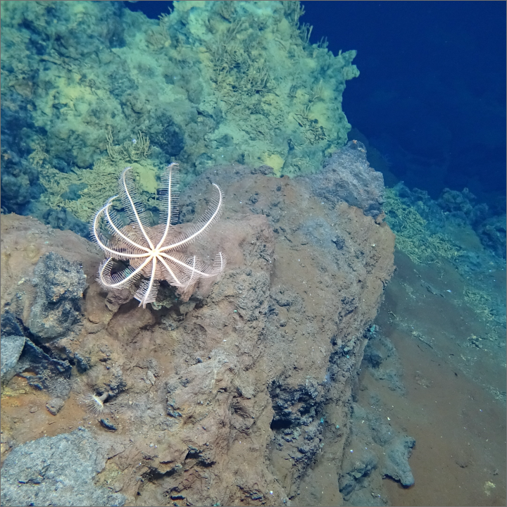 Crinoid, Rayfin Mk1 Benthic - WHOI