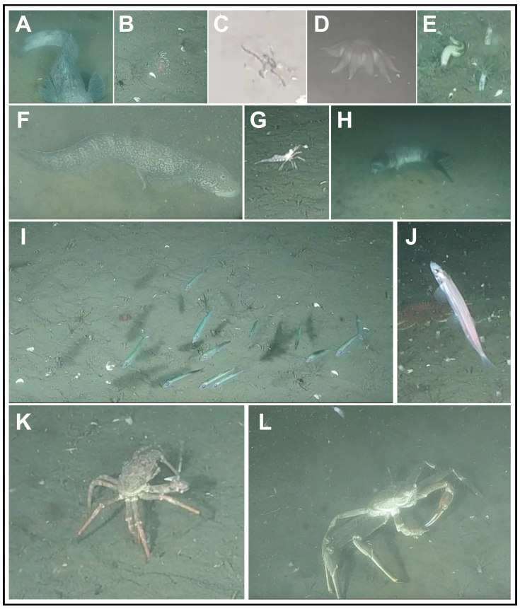 common taxa observed at ocean observatory