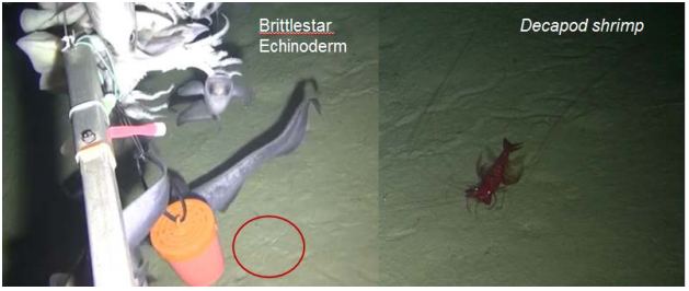Captures vidéo appâtées d'une ophiure (ophiurida ; cercle rouge, panneau de gauche) et d'une crevette Aristeidae (panneau de droite) dans la zone frontalière de la mer du Labrador.