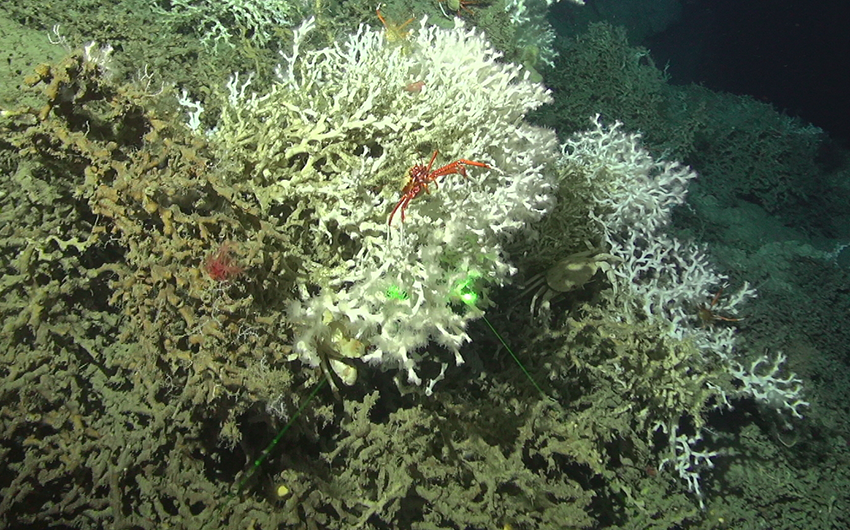 Crab & Lophelia, 1Cam Mk5 - WHOI