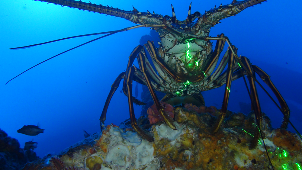 Spiney Lobster, 1Cam Alpha - Ashtead Technology