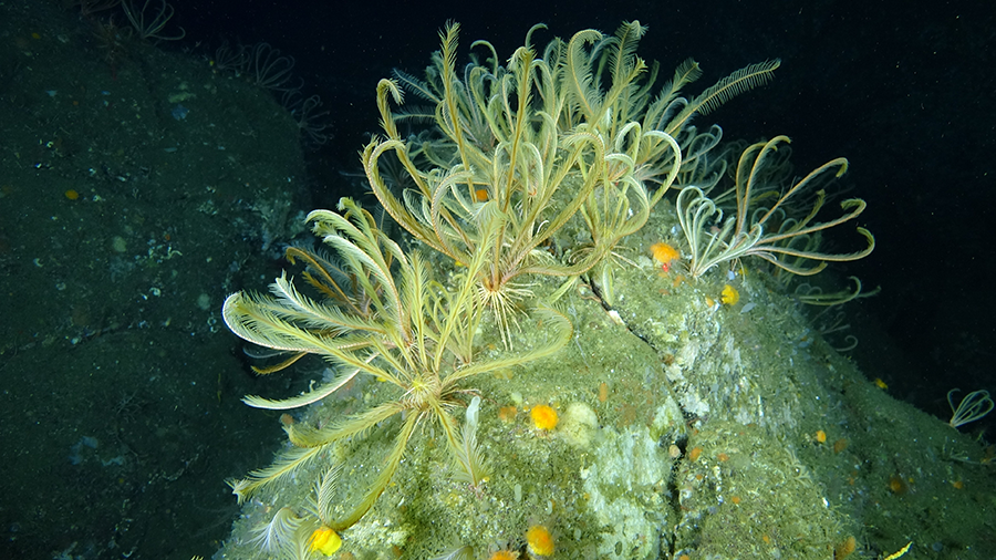 Crinoids, 1Cam Mk6 - NOAA Cordell Bank