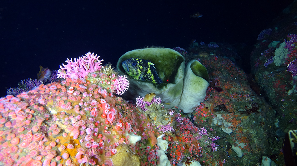 China Rockfish, 1Cam Mk6 - NOAA Cordell Bank