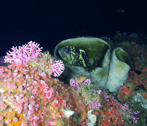Underwater Video Settings: How to Configure Frame Rate, Bitrate, and Resolution