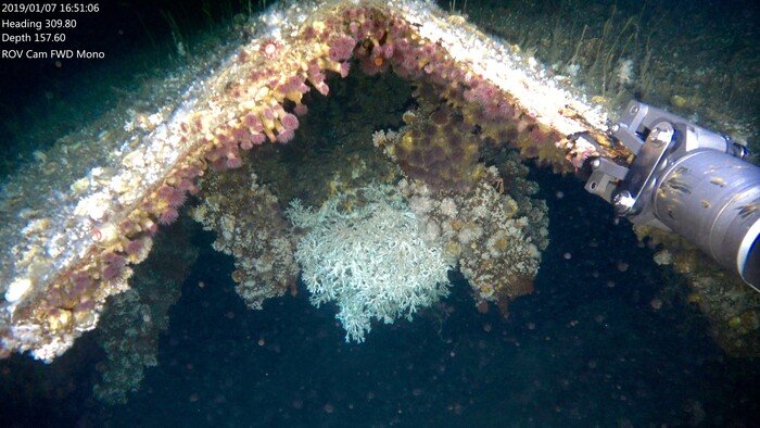 ROV arm holding on coral formed on an old ship