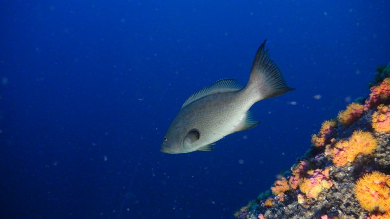 fish in deep sea near coral