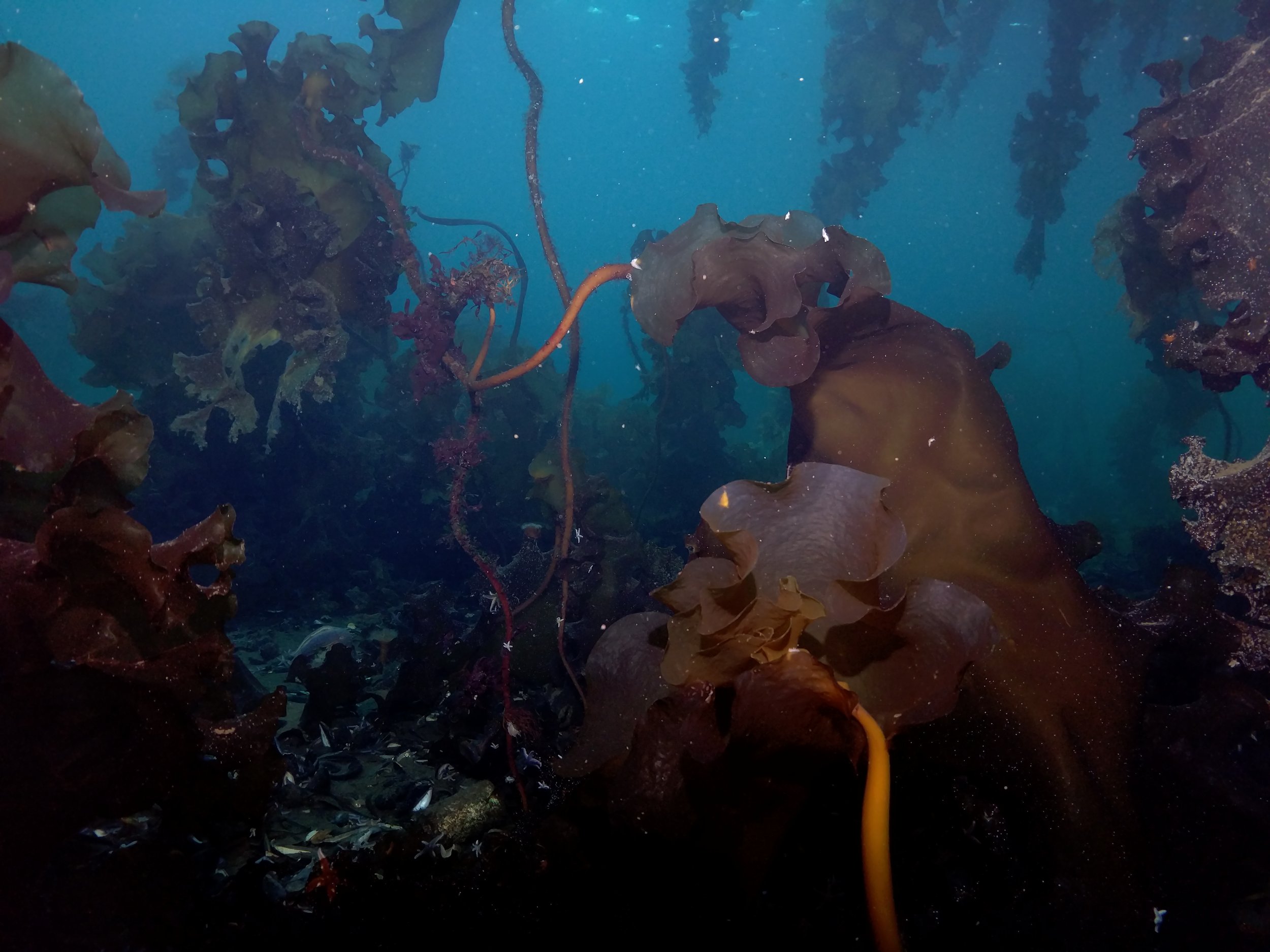 Seaweed, Rayfin Mk1 Coastal - SubC Imaging