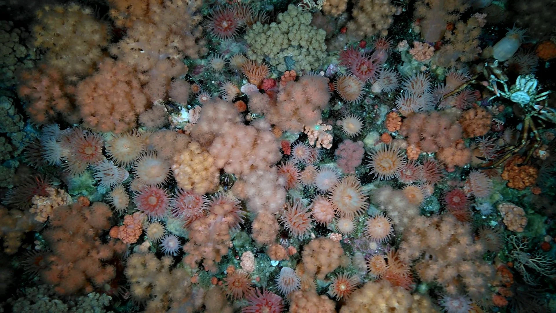 colourful subsea coral garden