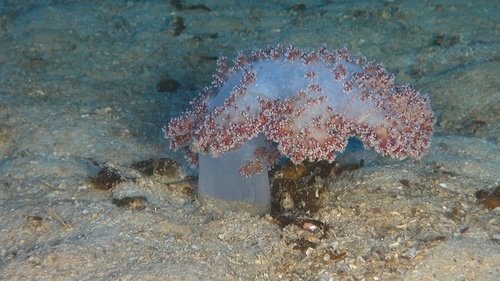 sea anemone on the sea floor