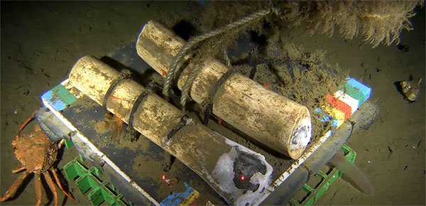 Whale Bone Study Continues in Barkley Canyon with Subsea Camera Observatory