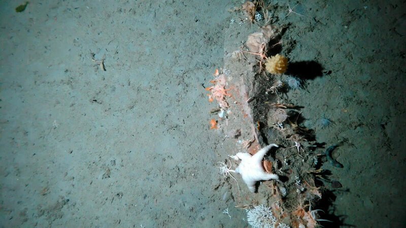 seafloor with small coral and star fish