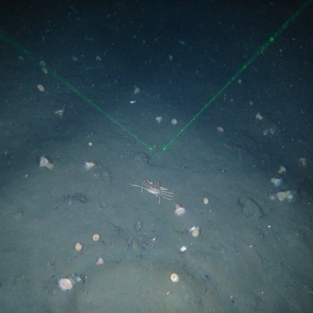 How Seabed Surveys Are Captured Without an ROV — SubC Imaging