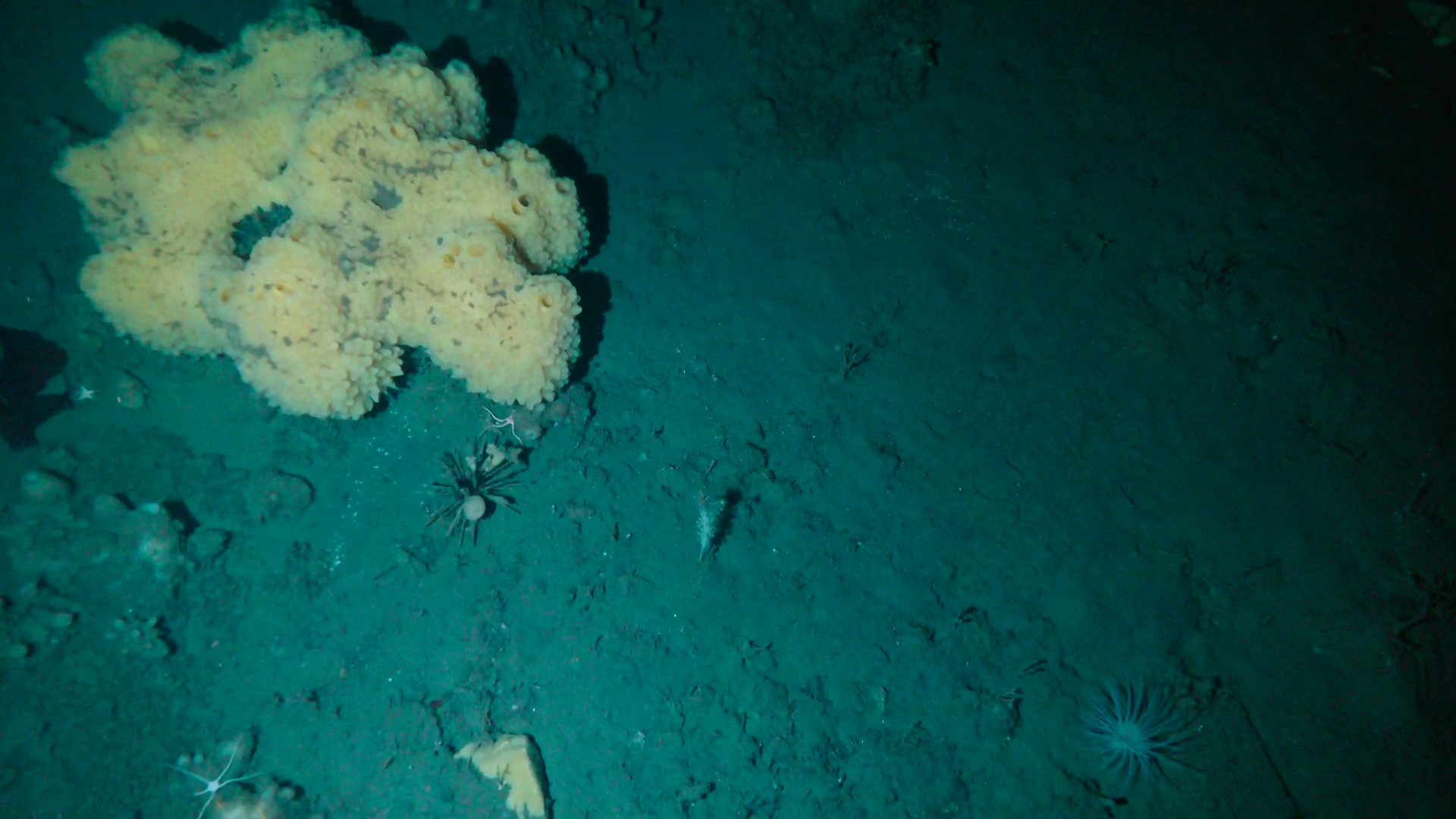 Underwater scene showing a yellow coral formation and various small sea creatures on the sandy ocean floor.