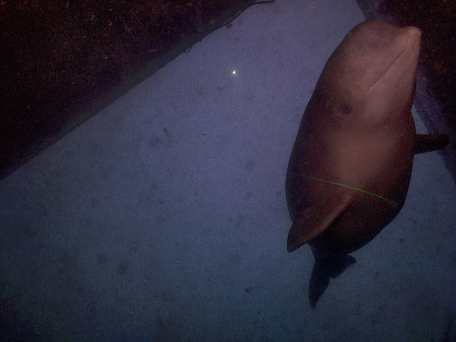 Beluga Whale, Rayfin Mk1 Coastal - SubC Imaging