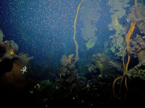 Image 1: Backscatter,  like seen here as tiny dots, can ruin a great underwater photo.