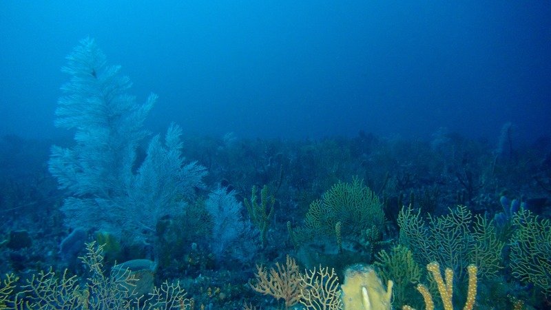 coral reef on sea floor