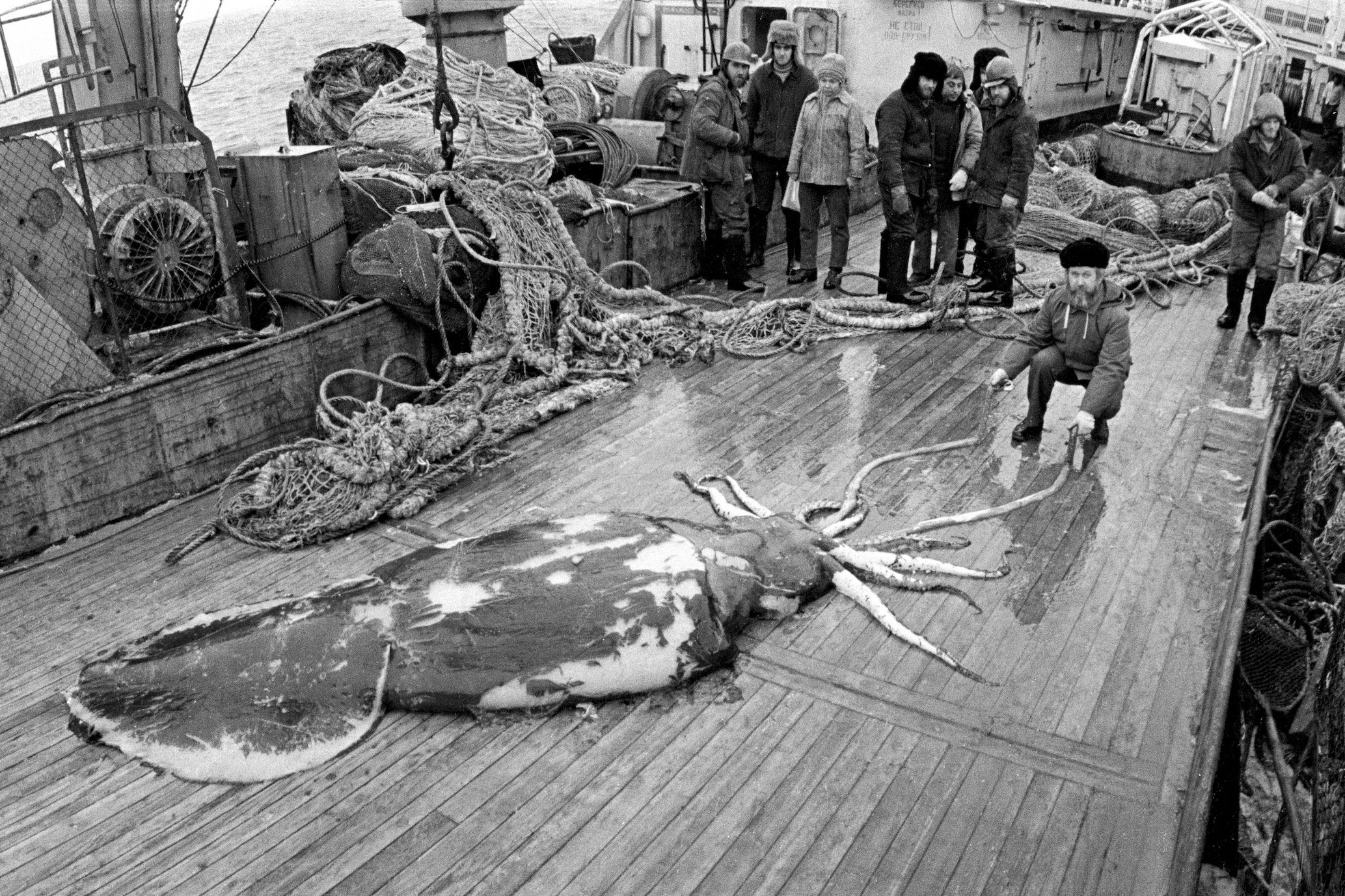 Man kneels next to giant squid laying on deck of a boat.