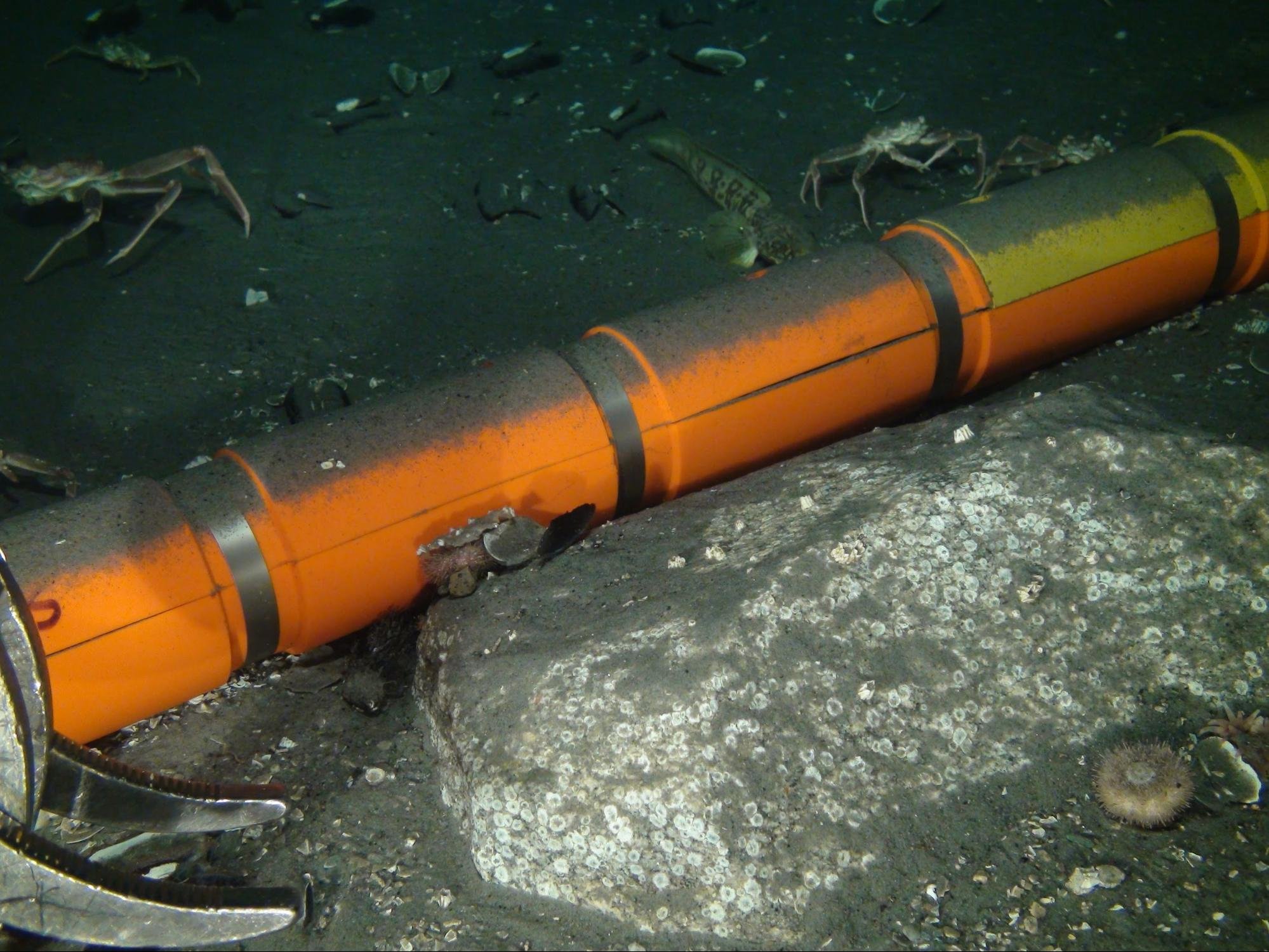 Orange pipe on the seafloor  with crabs in the background.