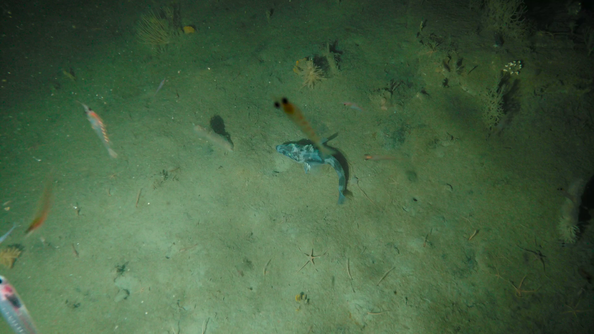 Underwater scene with small fish swimming near the sandy ocean floor and coral in the background.