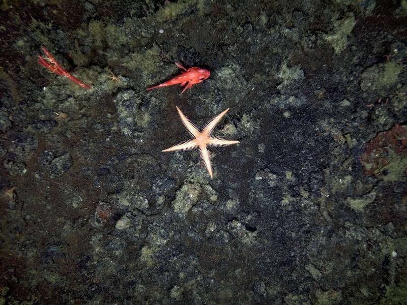 starfish and red fish underwater
