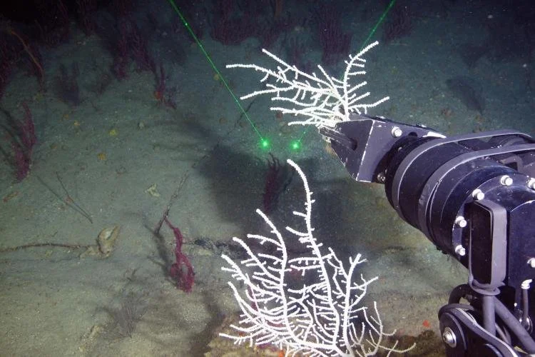 Sample collection of the sea fan Muricea pendula using a remotely operated vehicle in the Gulf of America aboard the vessel R/V Point Sur, October 2022. Credit: NOAA