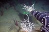 Deep-Sea Recovery Monitoring with Autonomous Imaging — SubC Imaging