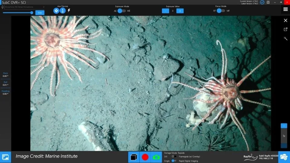 A Screen shot of underwater creatures on the DVR+ software from SubC Imaging
