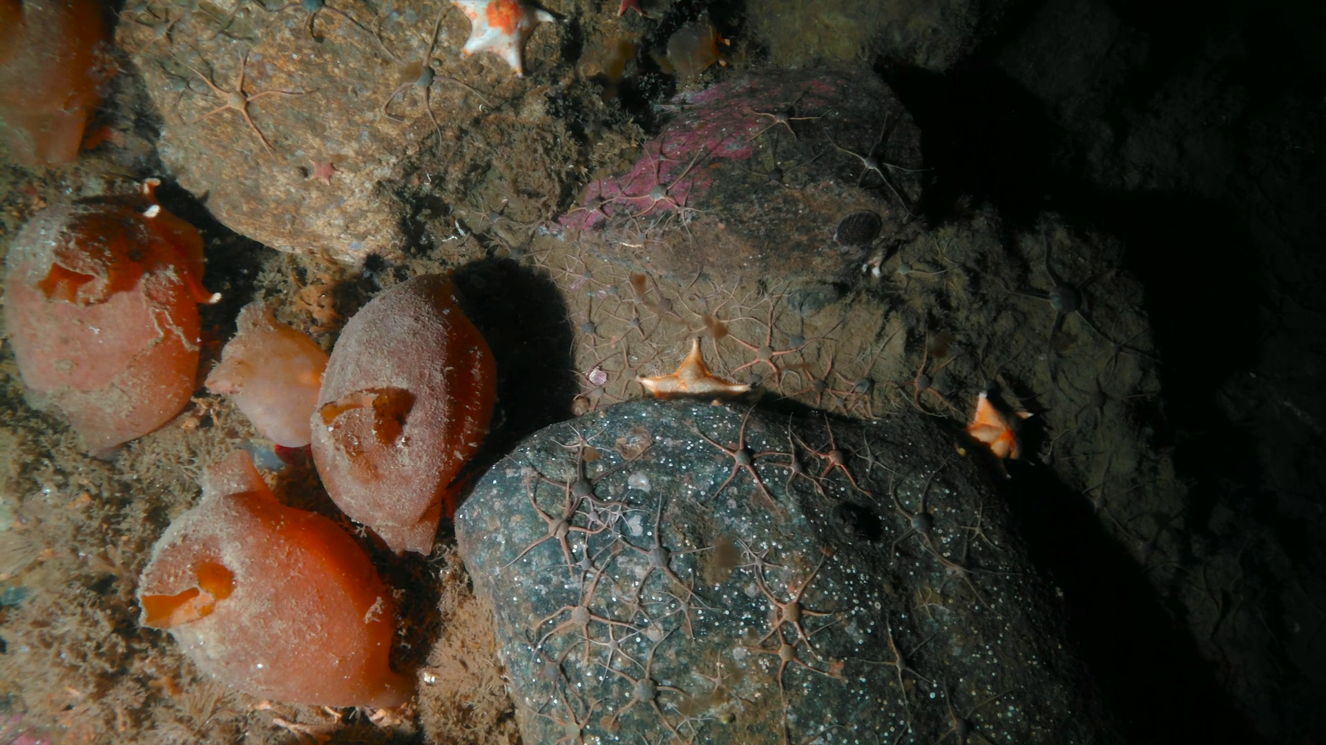 Kolossal Expedition 3 Framegrab (32).png