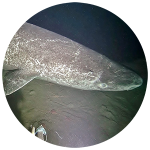 Greenland shark side view