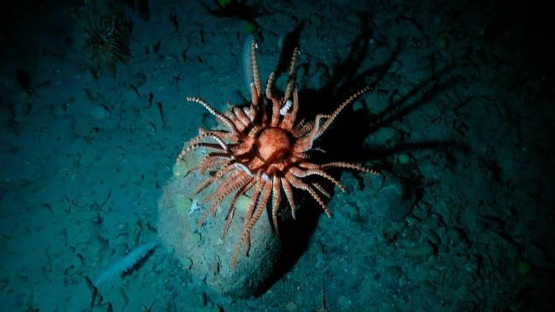 Rayfin Coastal — SubC Imaging