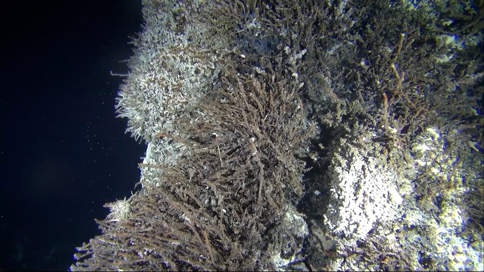 Hydrothermal Vent, Rayfin Mk1 Benthic - University of Washington