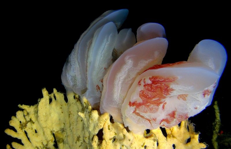 Mesophotic Reef, 1Cam - South African Institute for Aquatic Biodiversity