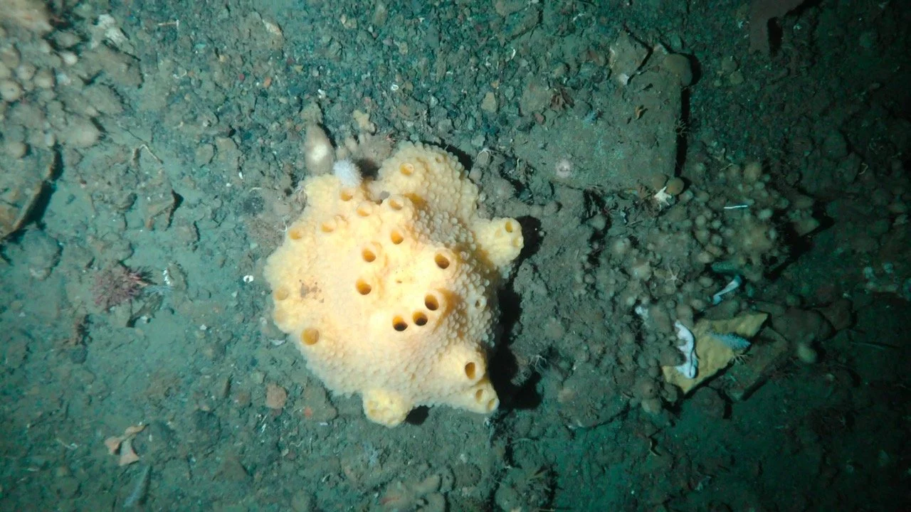 Underwater scene with a yellow sponge and surrounding marine life on the ocean floor.
