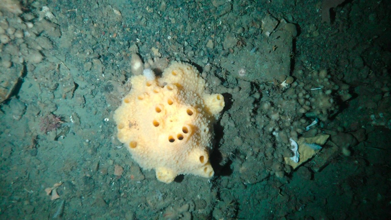 Rayfin Uplink 500m | ROV Camera | SubC Imaging