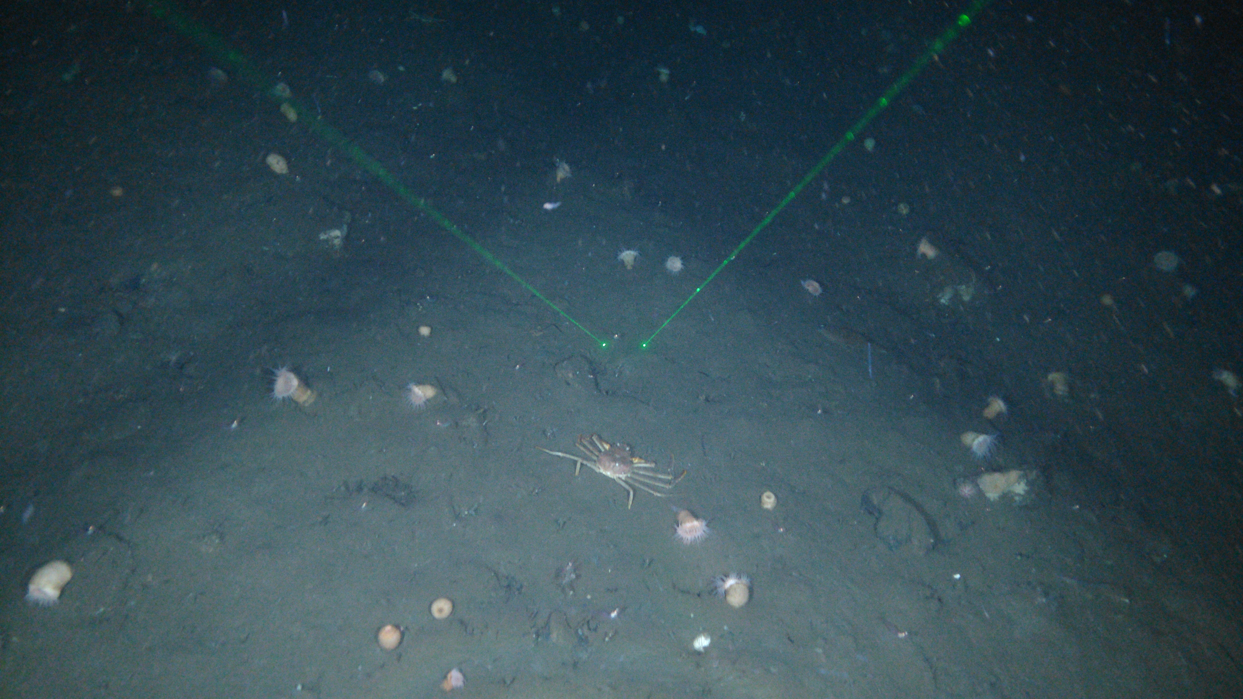 Crab on the Seafloor, Rayfin Mk1 Coastal - SubC Imaging