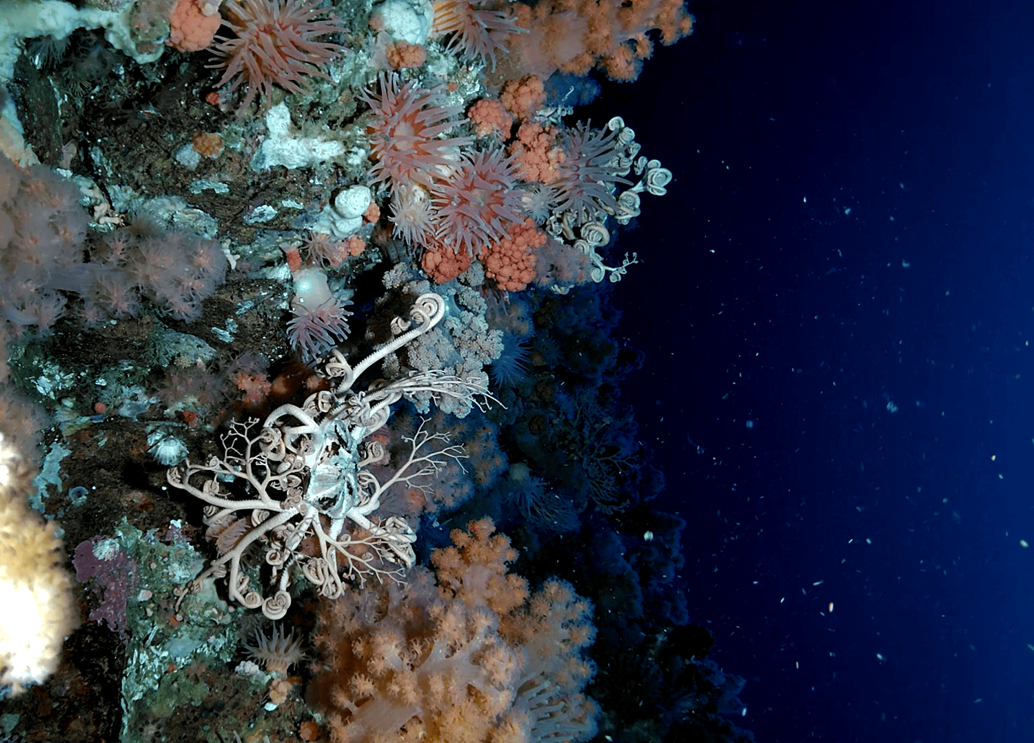 Rare Coral Habitat Discovered using Rayfin Camera — SubC Imaging