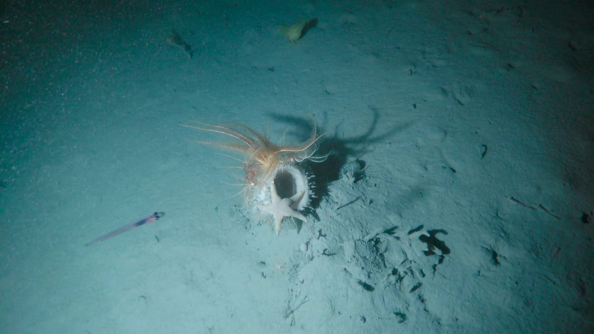 Underwater scene featuring a starfish, a sea cucumber, and small fish on the ocean floor.