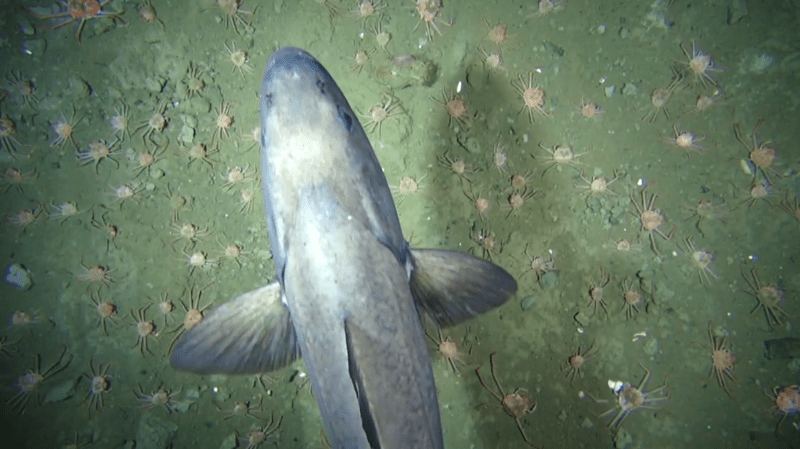 tanner crabs and large fish on seafloor