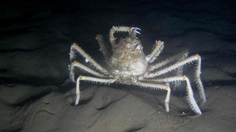Crab, 1Cam - South African Institute for Aquatic Biodiversity
