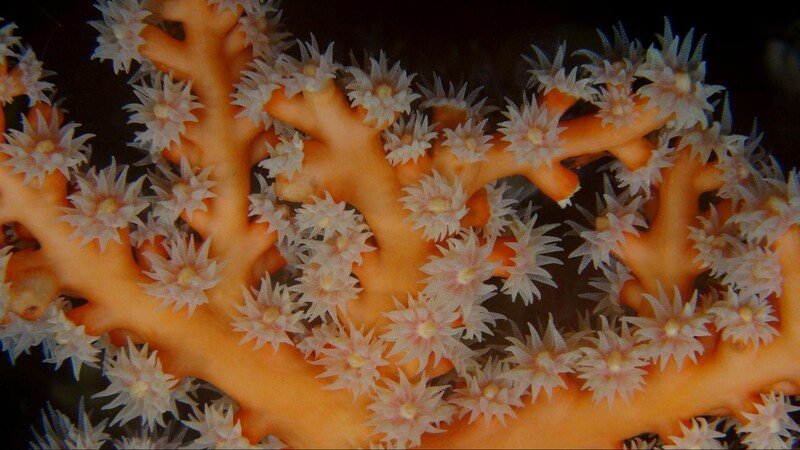 sea anemone close up