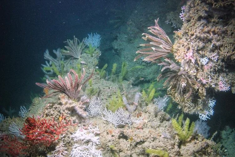 Coral, Rayfin Benthic 6000m - University of Rhode Island