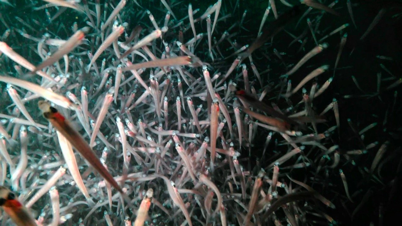 Close-up of numerous small, skinny, light-colored fish with red markings on their heads, swimming close together in dark water.