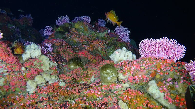 From Data to Protection: How Ocean Observatories Influence Marine Protected Areas