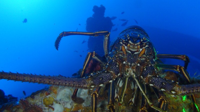 lobster on seafloor