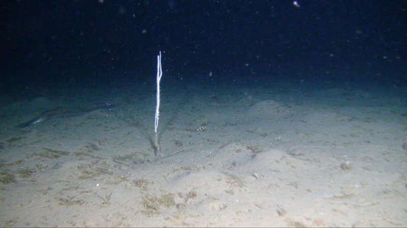subsea seafloor survey