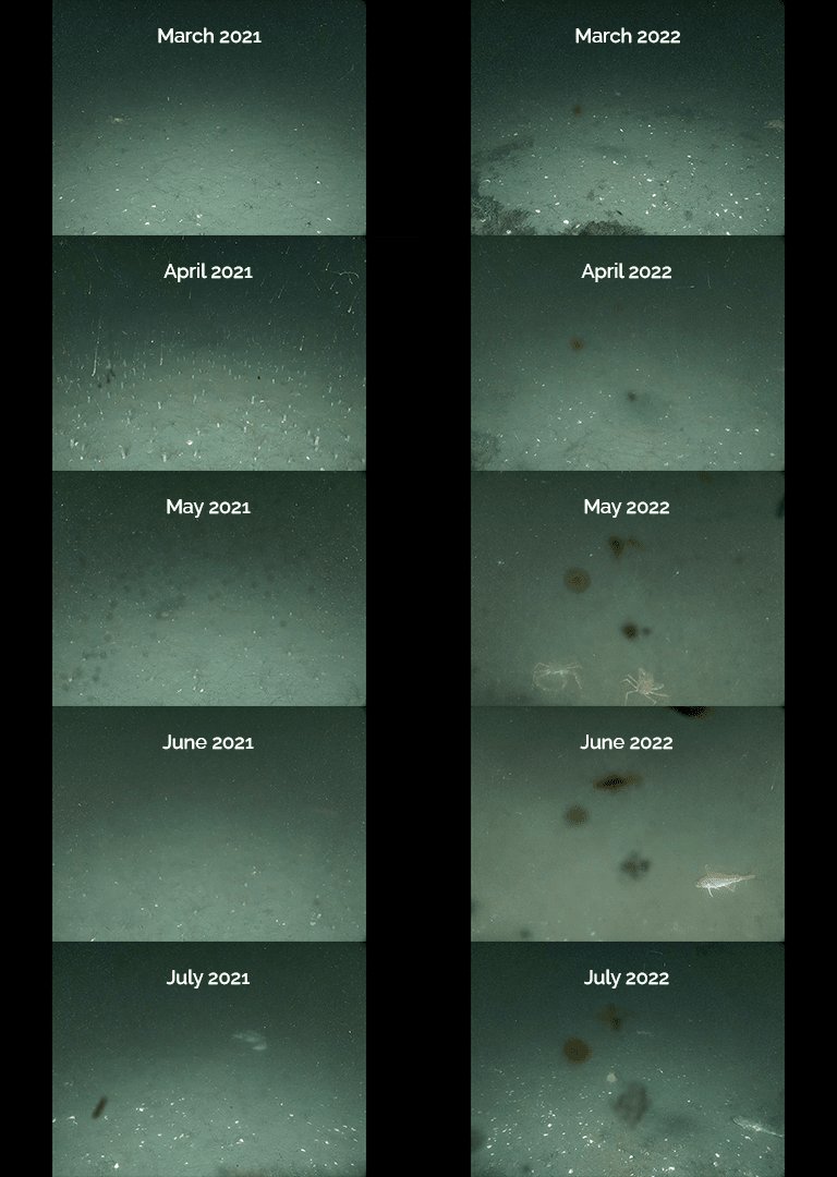 timelapse images from subsea ocean observatory