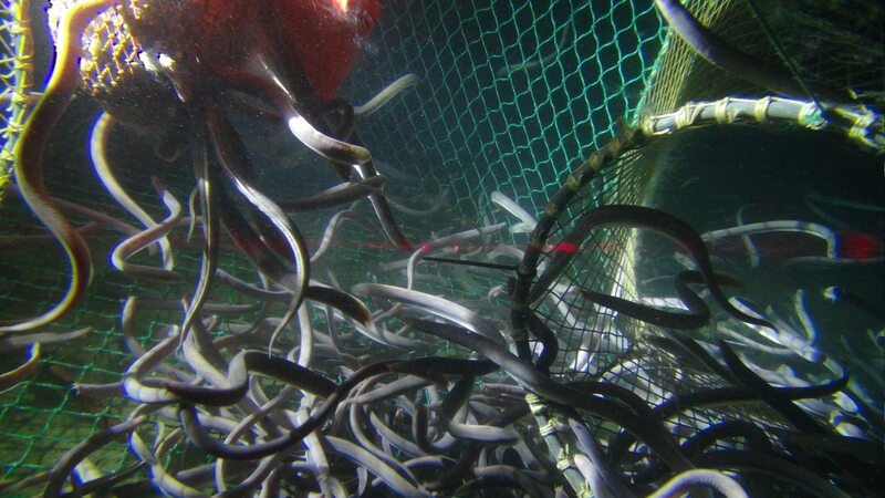 hagfish in cod net on sea floor